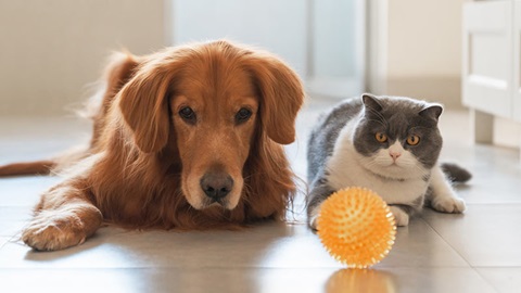 hond en kat liggen naast elkaar op de vloer en kijken naar dierenspeeltje